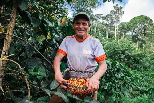 1,400 productores de agricultores de la región Cajamarca, que sufrieron casi pérdidas totales de sus cultivos por la sequía, la roya amarilla  incendios forestales cobraron sus indemnizaciones luego de activarse el Seguro Agrícola Catastrófico (SAC)