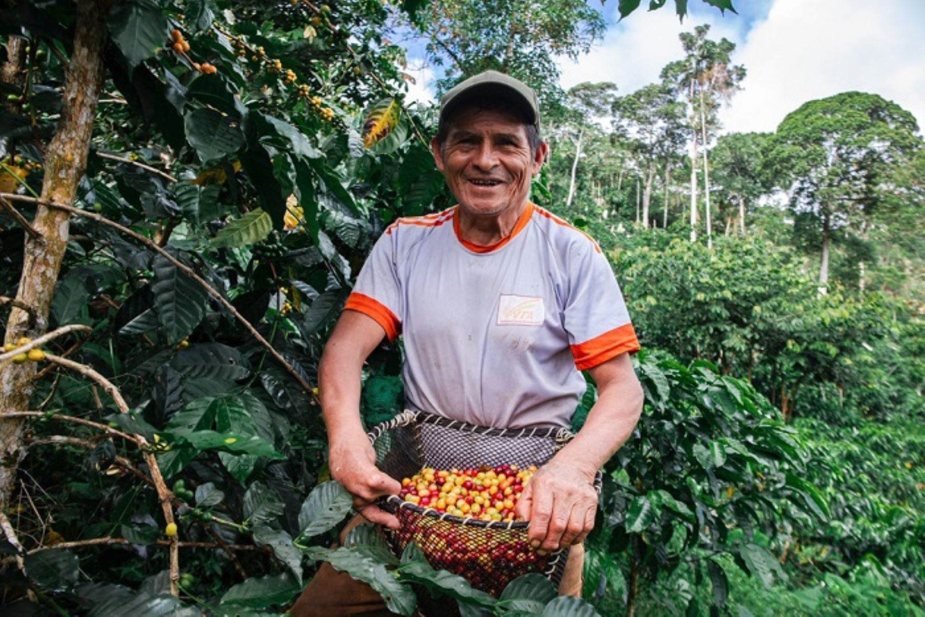 1,400 productores de agricultores de la región Cajamarca, que sufrieron casi pérdidas totales de sus cultivos por la sequía, la roya amarilla  incendios forestales cobraron sus indemnizaciones luego de activarse el Seguro Agrícola Catastrófico (SAC)