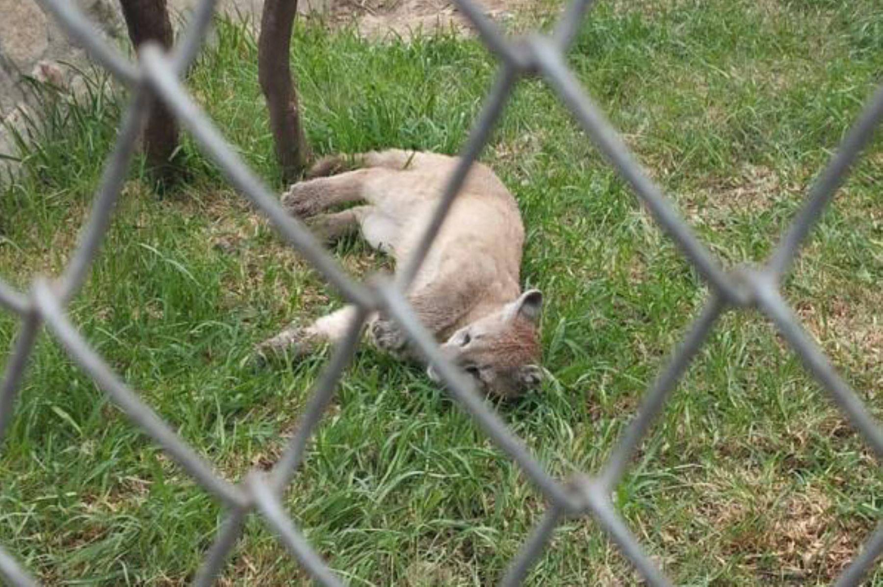 El puma andino es un animal silvestre categorizado como “casi amenazado”. Foto: ANDINA/Serfor