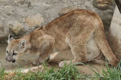 El puma andino es un animal silvestre categorizado como “casi amenazado”. Foto: ANDINA/Serfor