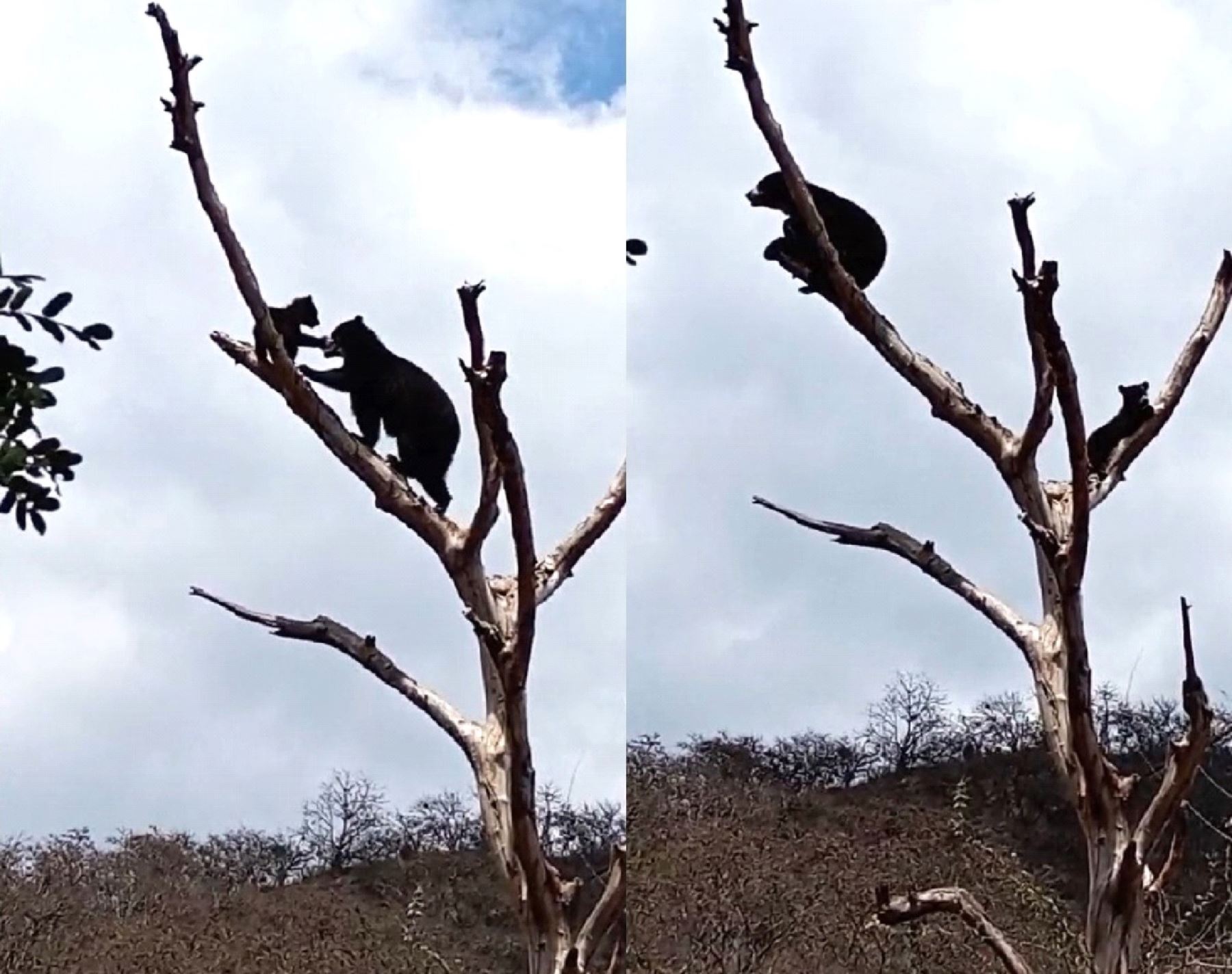 Un hermoso espectáculo de la naturaleza. Un video muestra cómo una mamá oso de anteojos enseña a su cría a trepar árboles en el bosque seco de la Reserva Privada Chaparrí, ubicada en Lambayeque. ANDINA/Difusión