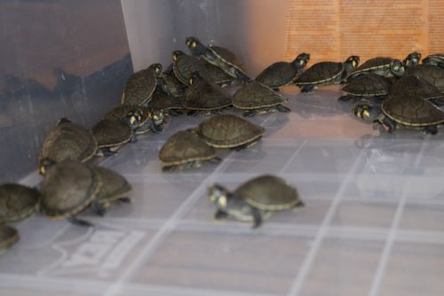 Las taricayas se encontraban hacinadas dentro de una caja de cartón pequeña y una pecera. Producto de ese maltrato, se estaban lastimando y mordiendo entre ellas.