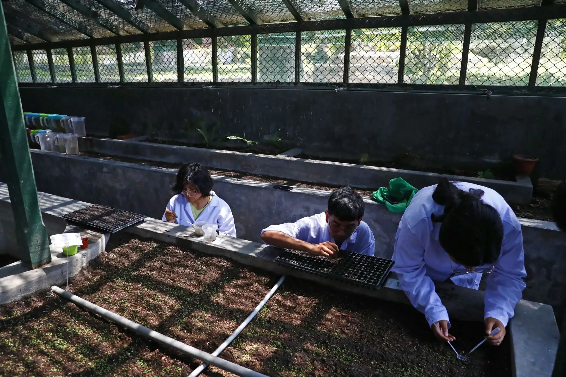 Un equipo de investigadores de la Facultad de Farmacia y Bioquímica de la Universidad Nacional Mayor de San Marcos lideran un proyecto que busca la germinación y cultivo en la costa del árbol de la quina, que hoy se encuentra en peligro de extinción. Foto: ANDINA/Daniel Bracamonte