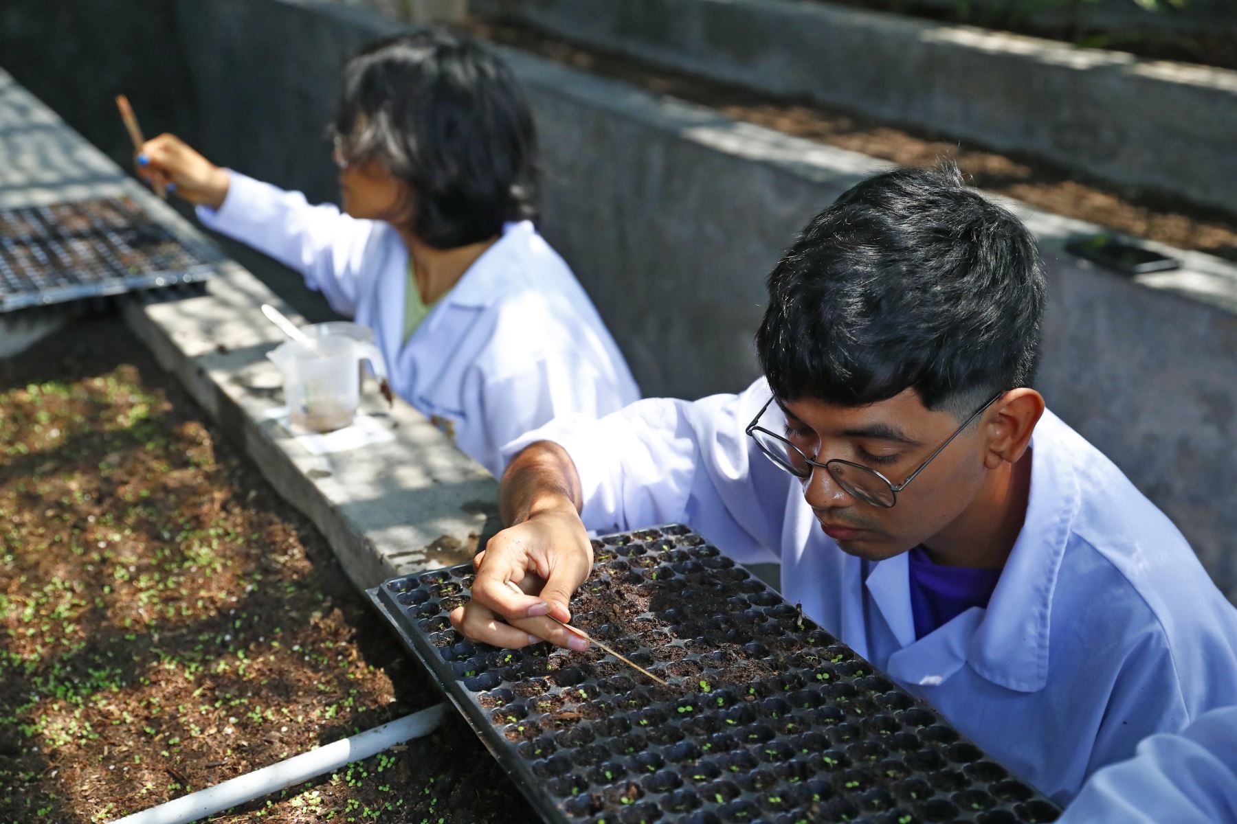 Desde hace un año el proyecto se lleva a cabo en el vivero del Jardín Botánico de San Marcos, ubicado en el Centro de Lima. LANDINA/Daniel Bracamonte