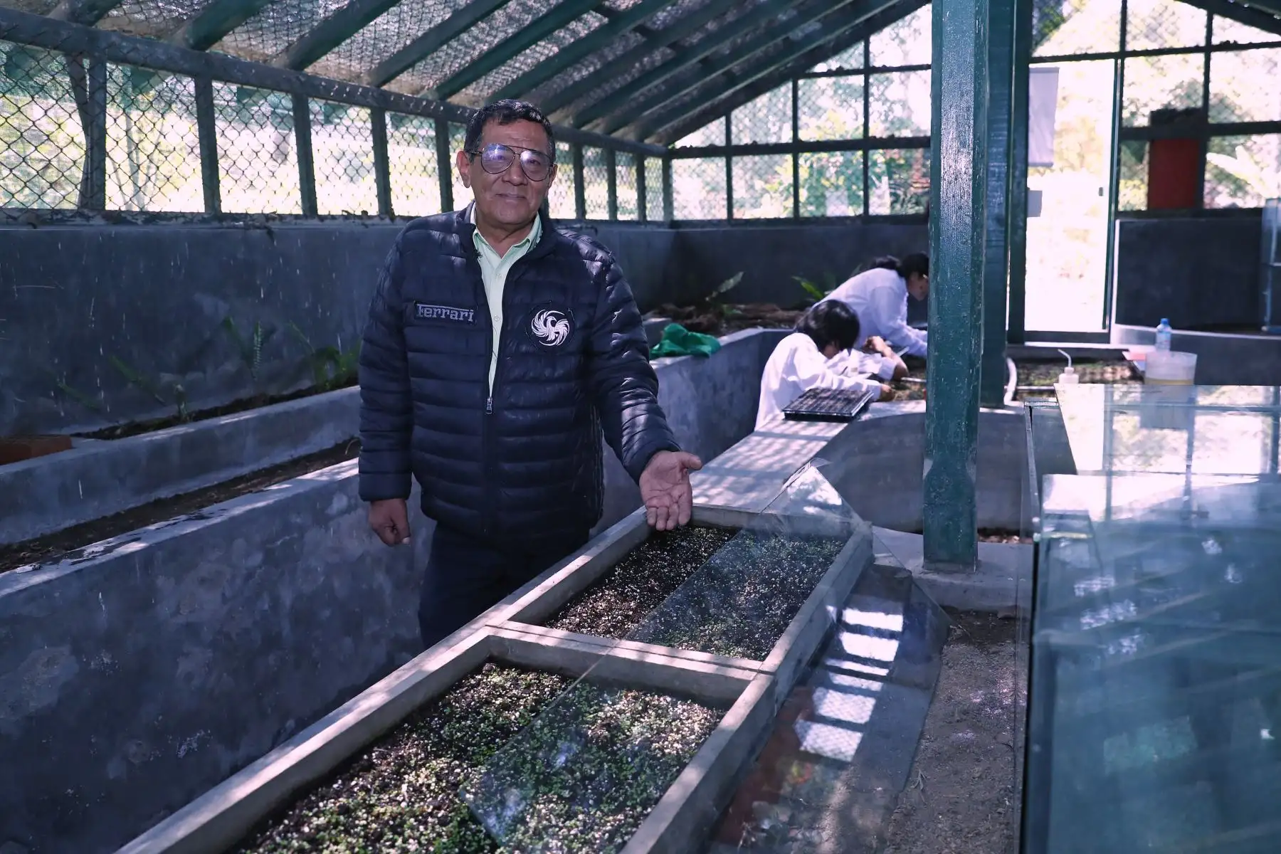 El ingeniero forestal Alejandro Gómez, junto a un equipo de investigadores de la Facultad de Farmacia y Bioquímica de la Universidad Nacional Mayor de San Marcos, lidera un proyecto que busca la germinación y cultivo en la costa del árbol de la quina, que hoy se encuentra en peligro de extinción. Foto: ANDINA/Daniel Bracamonte