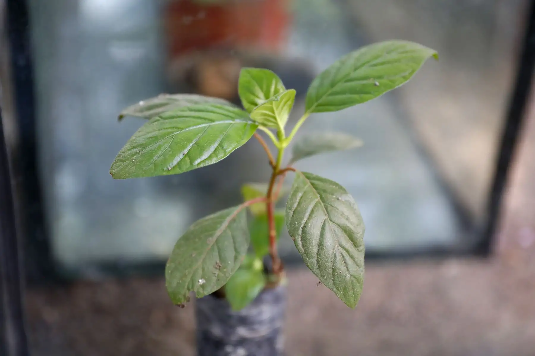 El árbol de la quina, el mismo que se encuentra en el escudo nacional del Perú, tiene gran fama mundial gracias a las propiedades farmacológicas y medicinales presentes, sobre todo en su corteza, que ayudaron a salvar muchas vidas frente a enfermedades epidémicas como la malaria. Foto: ANDINA/Daniel Bracamonte