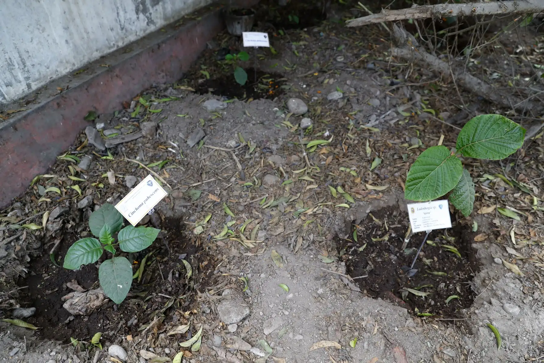 Actualmente, hay 15.000 plántulas del árbol de la quina en el vivero del Jardín Botánico de San Marcos y se han demorado en germinar 40 días. Luego de un exitoso proceso, se realiza el traslado de cada plántula a otra "cama" para individualizarla. Foto: ANDINA/Daniel Bracamonte