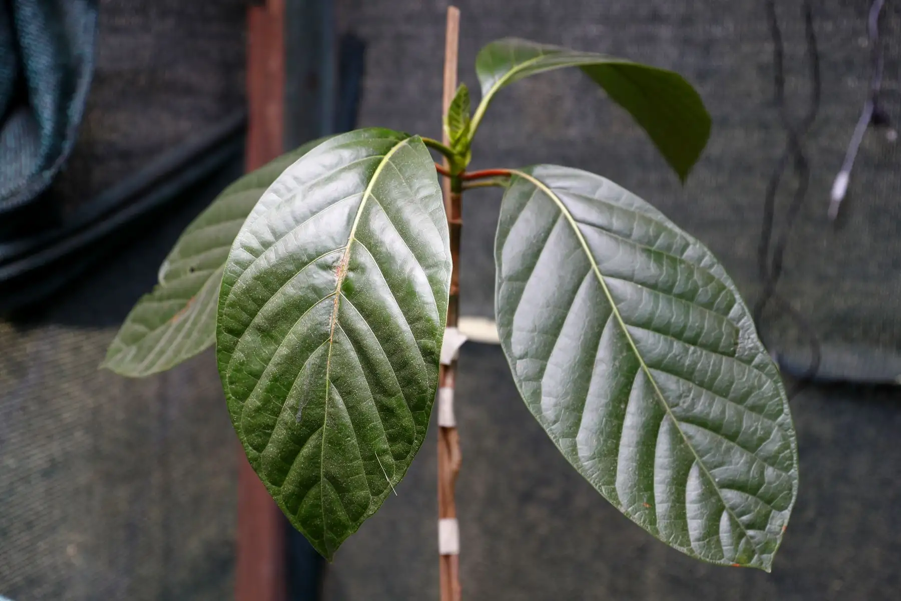 El árbol de la quina tiene gran fama mundial gracias a las propiedades farmacológicas y medicinales presentes, sobre todo, en su corteza, que ayudaron a salvar muchas vidas frente a enfermedades epidémicas como la malaria. A continuación, conoce en detalle las propiedades de esta especie oriunda presente en el Escudo Nacional como digno representante del reino vegetal. Foto: ANDINA/Daniel Bracamonte
