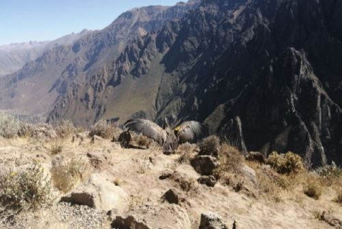 Wayra es el cóndor andino que en el año 2018 chocó contra unos cables de alta tensión en el Valle del Colca, provincia de Caylloma lo que provocó que una de sus alas se dañe. Fue rescatado y llevado a Arequipa, donde los médicos veterinarios realizaron la primera operación en el país a esta especie.ANDINA/Difusión