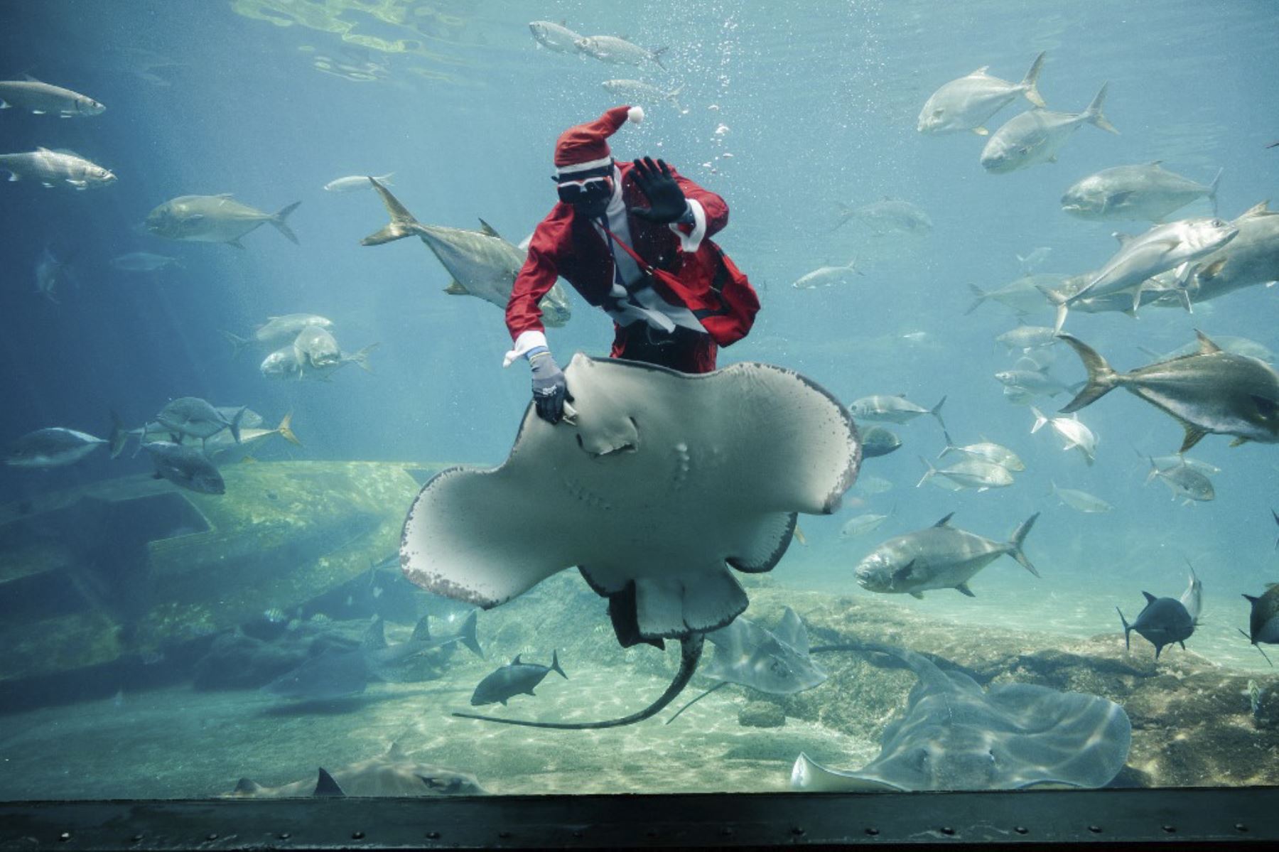 El acuarista sudafricano Mthobisi Mlambo vestido de Papá Noel alimenta a una raya de cola de espina durante un espectáculo en el parque marino más grande de África, el South African Marine Biological Research (SAMBR) Sea World, con sede en el uShaka Marine World, en Durban el 18 de diciembre de 2024. (Foto de RAJESH JANTILAL / AFP)