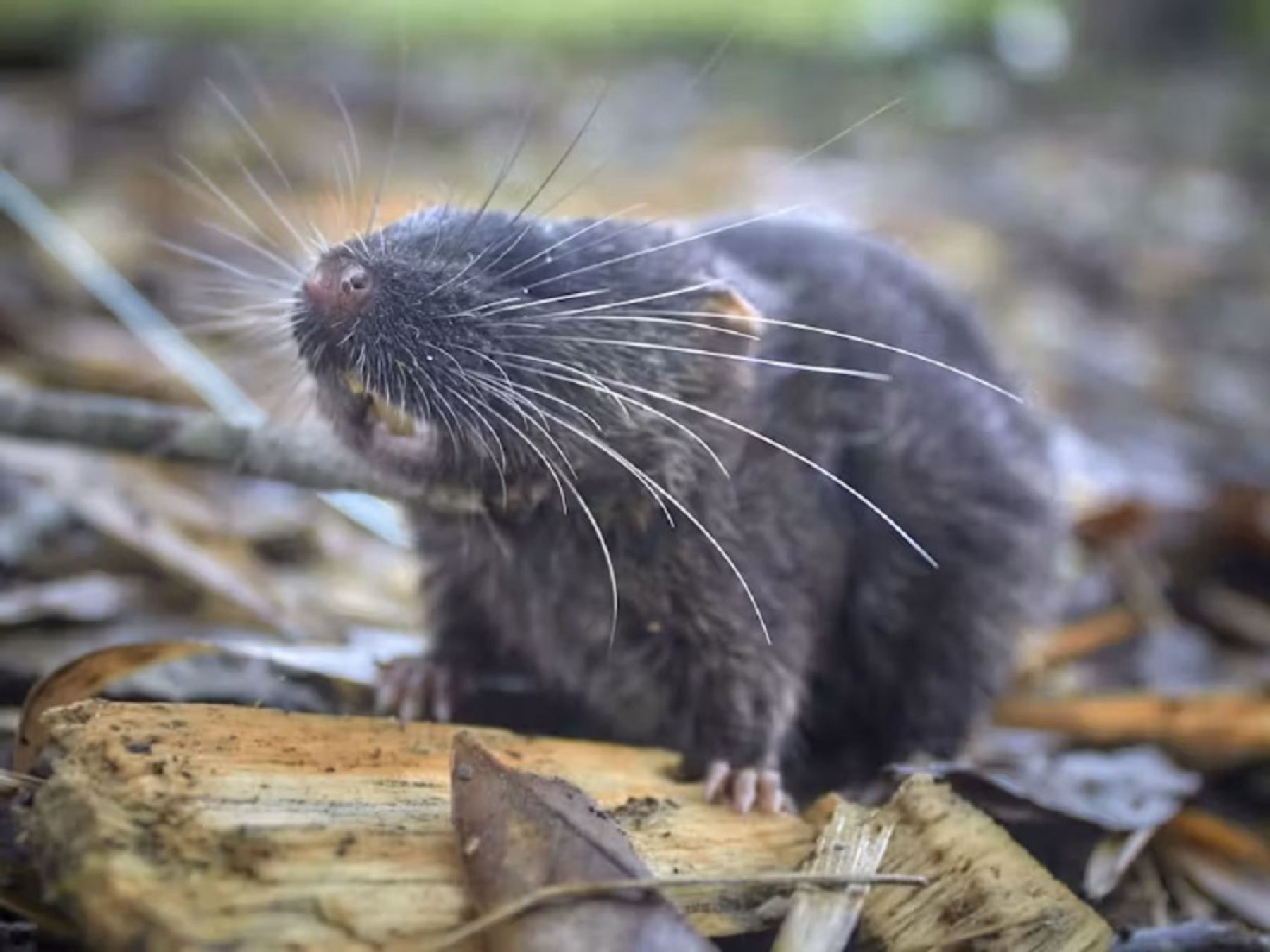 Un ratón anfibio es uno de los más sorprendentes hallazgos que realizó una expedición científica de Conservation International en el Alto Mayo, región San Martín. Foto cortesía: Ronald Díaz/Conservation Internacional