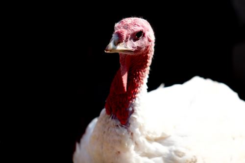 El pavo, amo y señor de la cena navideña, se puede comprar aún con vida en distintos puntos de Lima