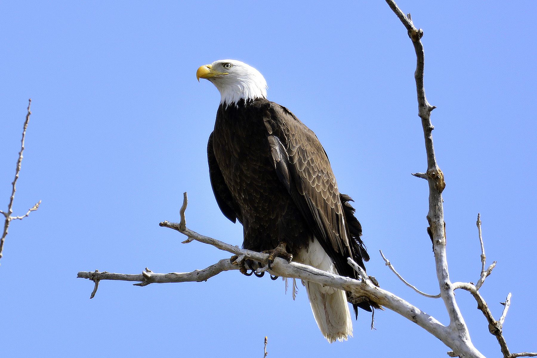 Águila calva o águila americana Foto: INTERNET/Medios/Cortesía de Bill Evans