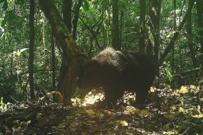 Este importante registro se realizó gracias a la instalación de 14 cámaras trampa, con el objetivo de documentar la diversidad de especies terrestres medianas y mayores, así como para determinar su distribución y estado poblacional en la Reserva Comunal Tuntanain.