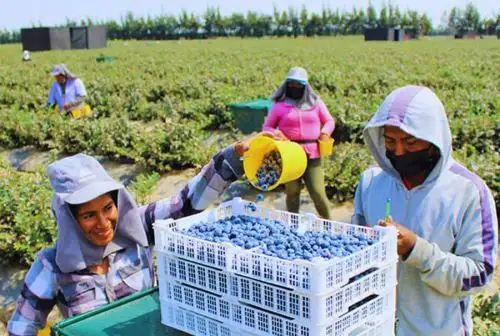 Recolección de arándanos en valle costero del Perú.ANDINA/Difusión