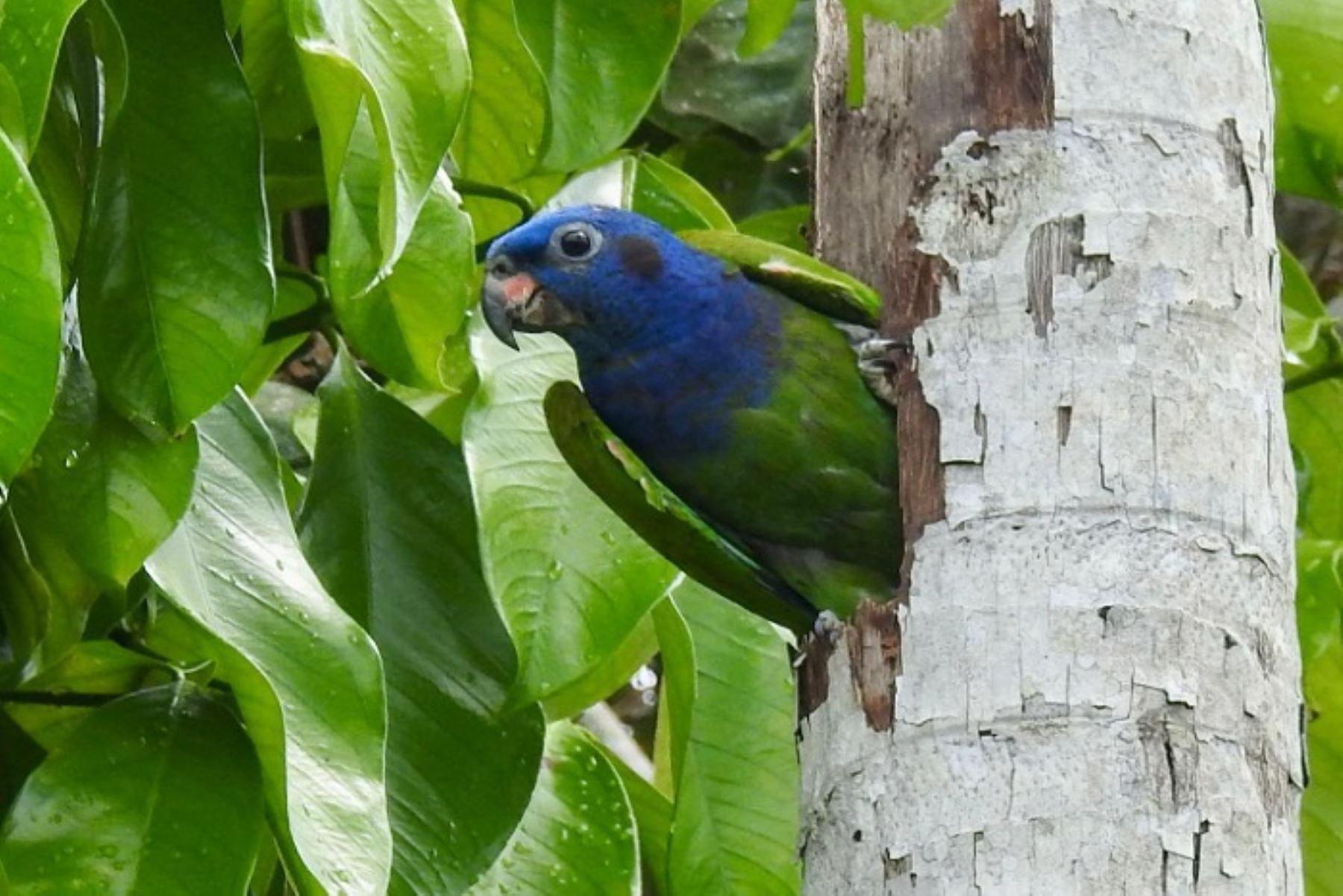 San Martín: Jardín ZooBotánico Amazonía, un oasis de biodiversidad en Moyobamba