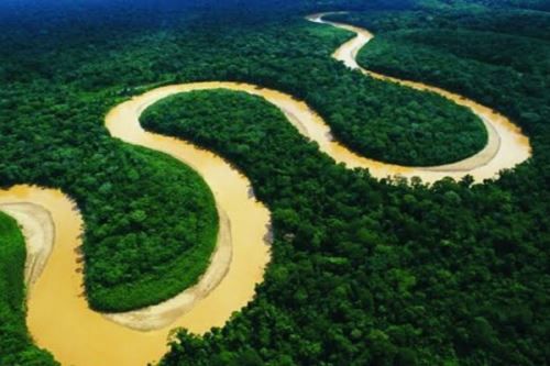 Los bosques amazónicos también son una fuente de financiamiento sostenible. ANDINA/Difusión