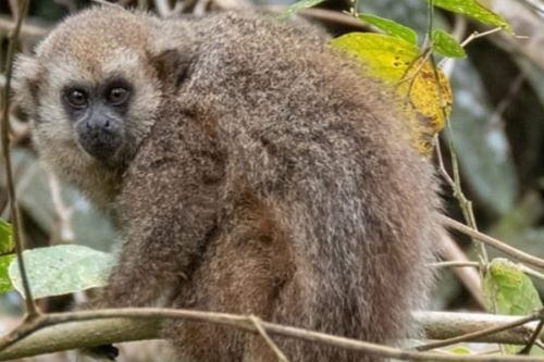 Mono tocón, especie endémica de la región San Martín.