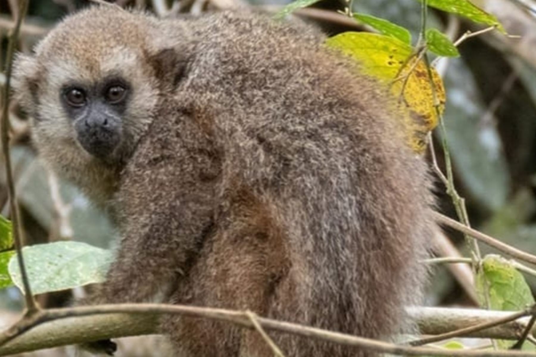 Mono tocón, especie endémica de la región San Martín.