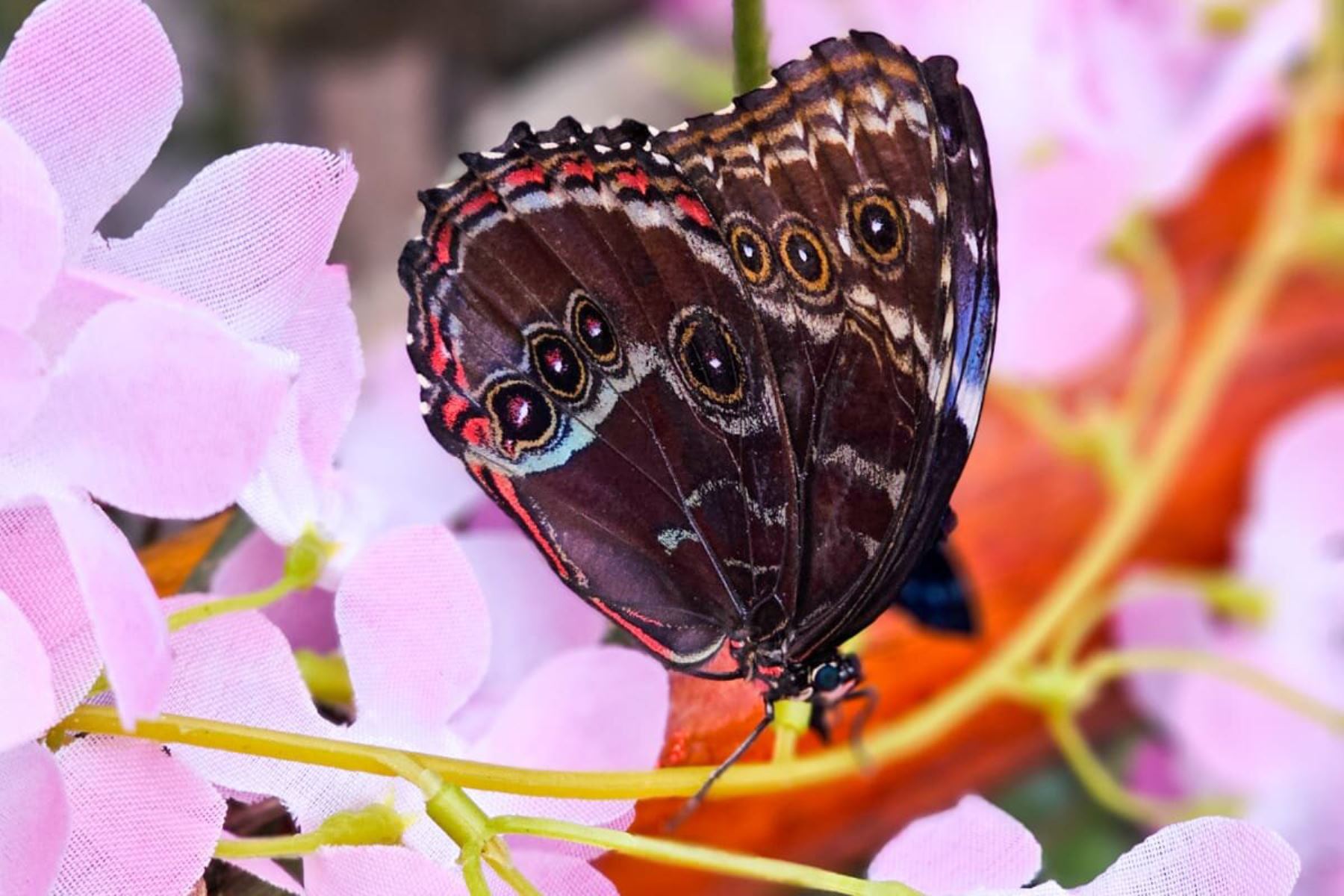 Municipalidad de Lima invita al público a visitar el mariposario del Circuito Mágico del Agua que, en esta época del año, se llena de color y magia. Foto: Difusión