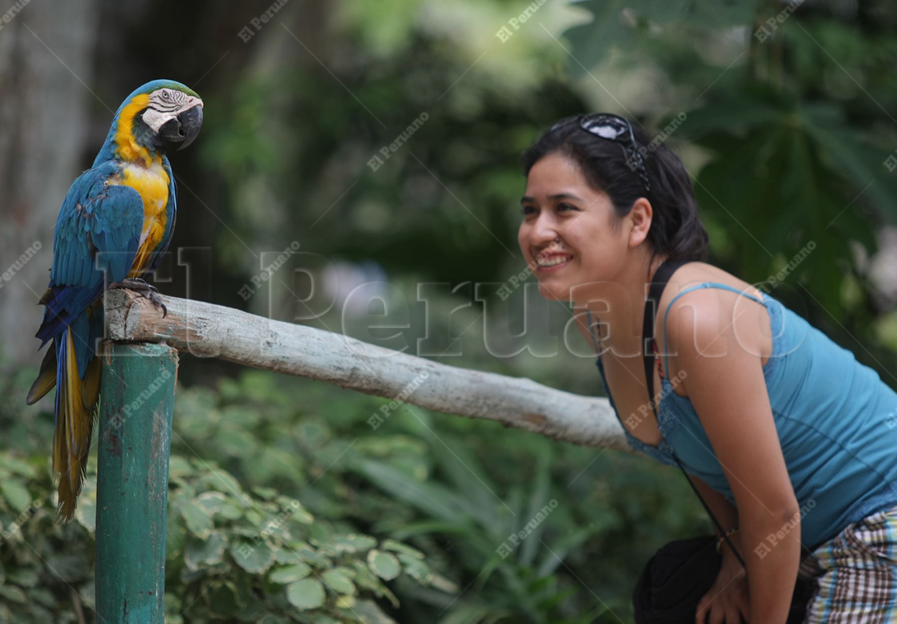 Iquitos – 13 agosto 2013 / Una joven observa a un guacamayo en el zoológico de Quistococha, zona que integra el complejo turístico de la ciudad. Foto. Archivo El Peruano / Vidal Tarqui