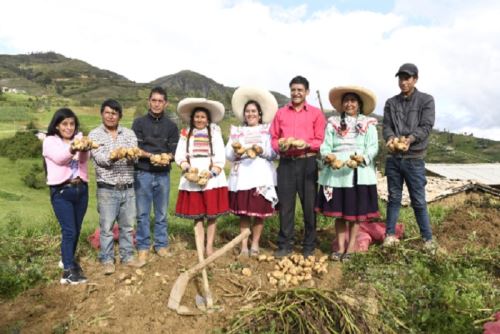 A través del proyecto “Papa y Maíz” se mejoró la calidad y superó el rendimiento promedio de la cosecha de papa, alcanzando entre 26 y 30 toneladas por hectárea en las variedades de huayro amazonense y amarilis.