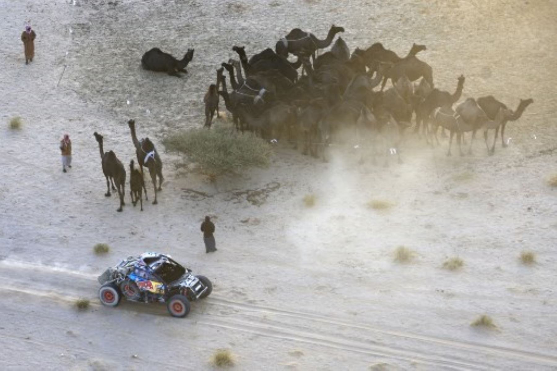 El piloto español Carlos Sainz conduce entre camellos árabes durante la Etapa 2B del 47º Rally Dakar en Bisha, Arabia Saudita, el 6 de enero de 2025. Foto: AFP