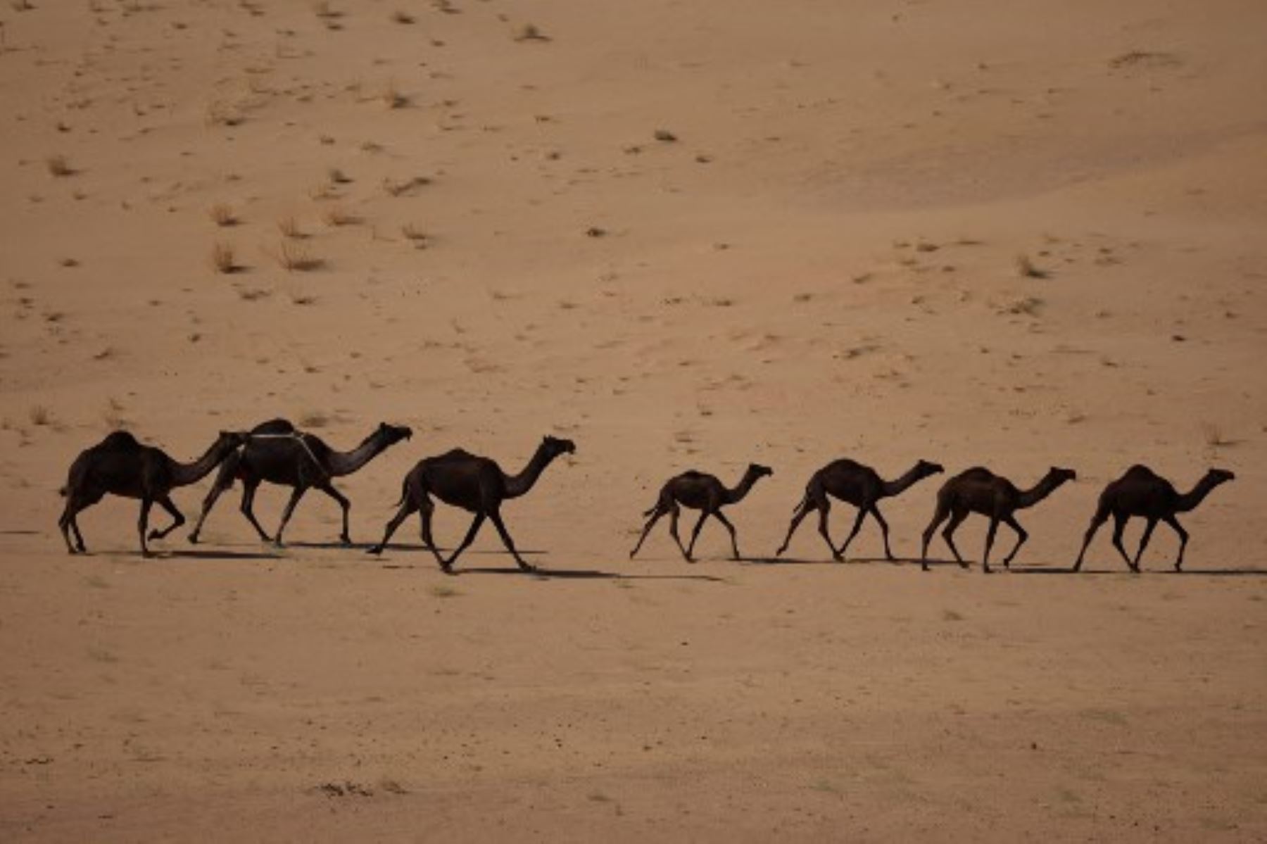 Camellos árabes caminan por el desierto durante la etapa 2 del Rally Dakar 2025, en Bisha, Arabia Saudita. Foto: AFP