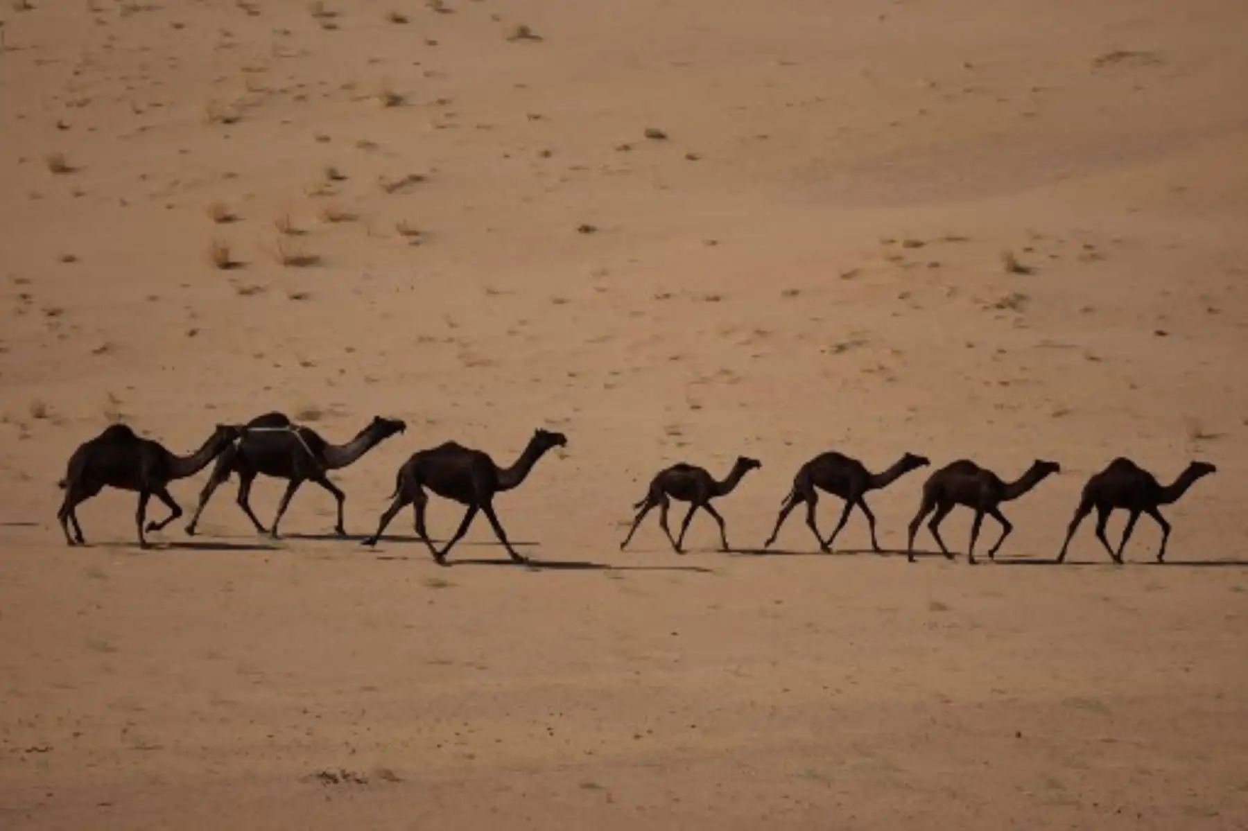 Camellos árabes caminan por el desierto durante la etapa 2 del Rally Dakar 2025, en Bisha, Arabia Saudita. Foto: AFP