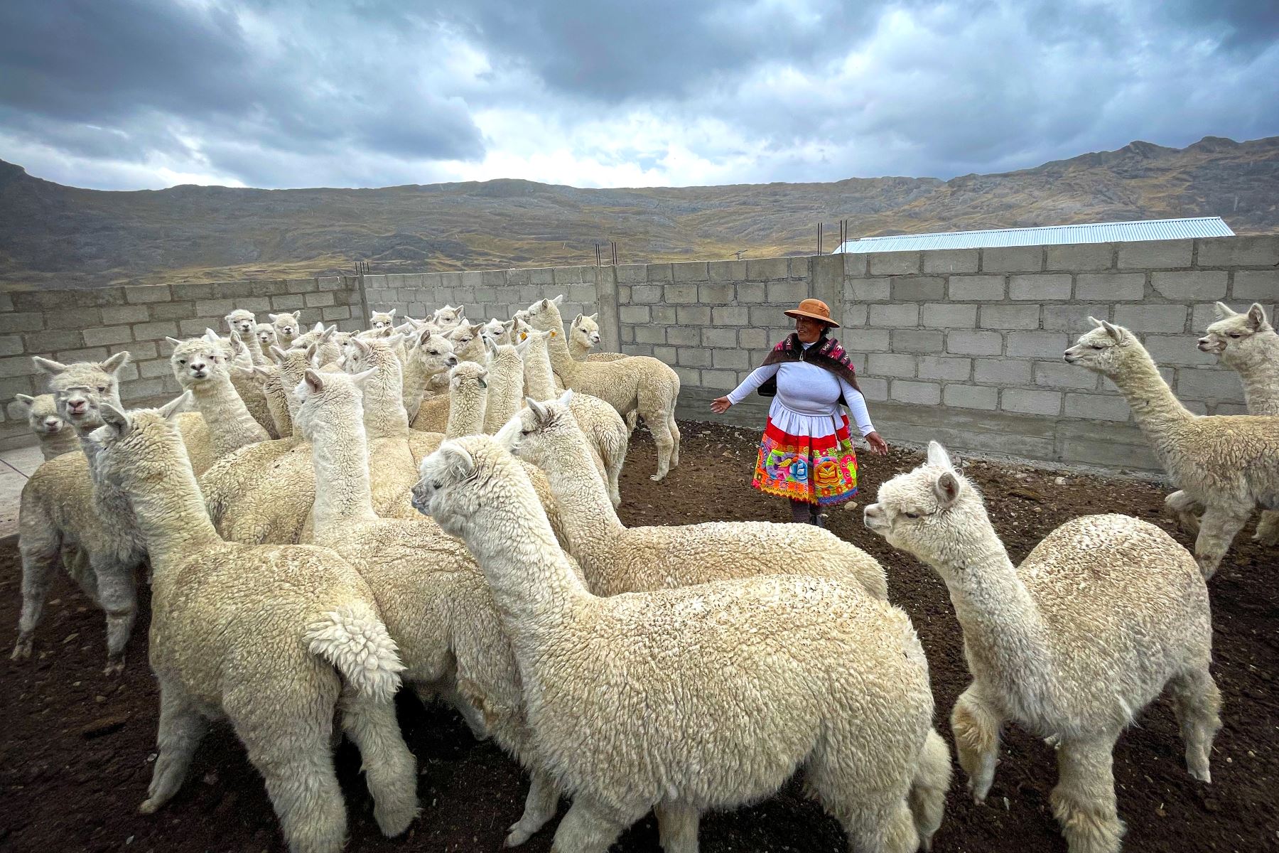 Alpaqueros participantes en estas asistencias conocieron sobre buenas prácticas de esquila y manejo de vellón; así como sobre clasificación, sacudido, abrido, lavado, cardado e hilado de la fibra de alpaca. ANDINA/Difusión