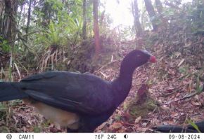 Registran por primera vez en video a un paujil endémico en la Reserva Comunal El Sira.