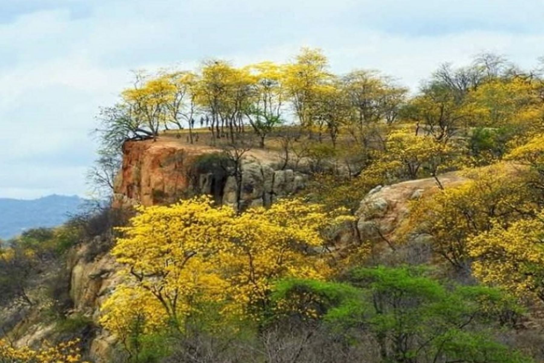 ¡Espectáculo natural! Empezó florecimiento del árbol Guayacán en Tumbes