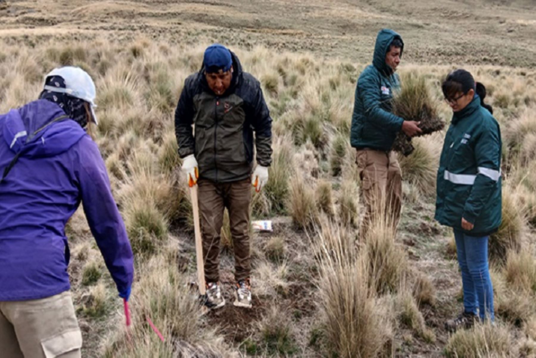 Los próximos pasos incluyen el monitoreo del estado y desarrollo de los pastos para analizar su respuesta ante los diferentes tratamientos.