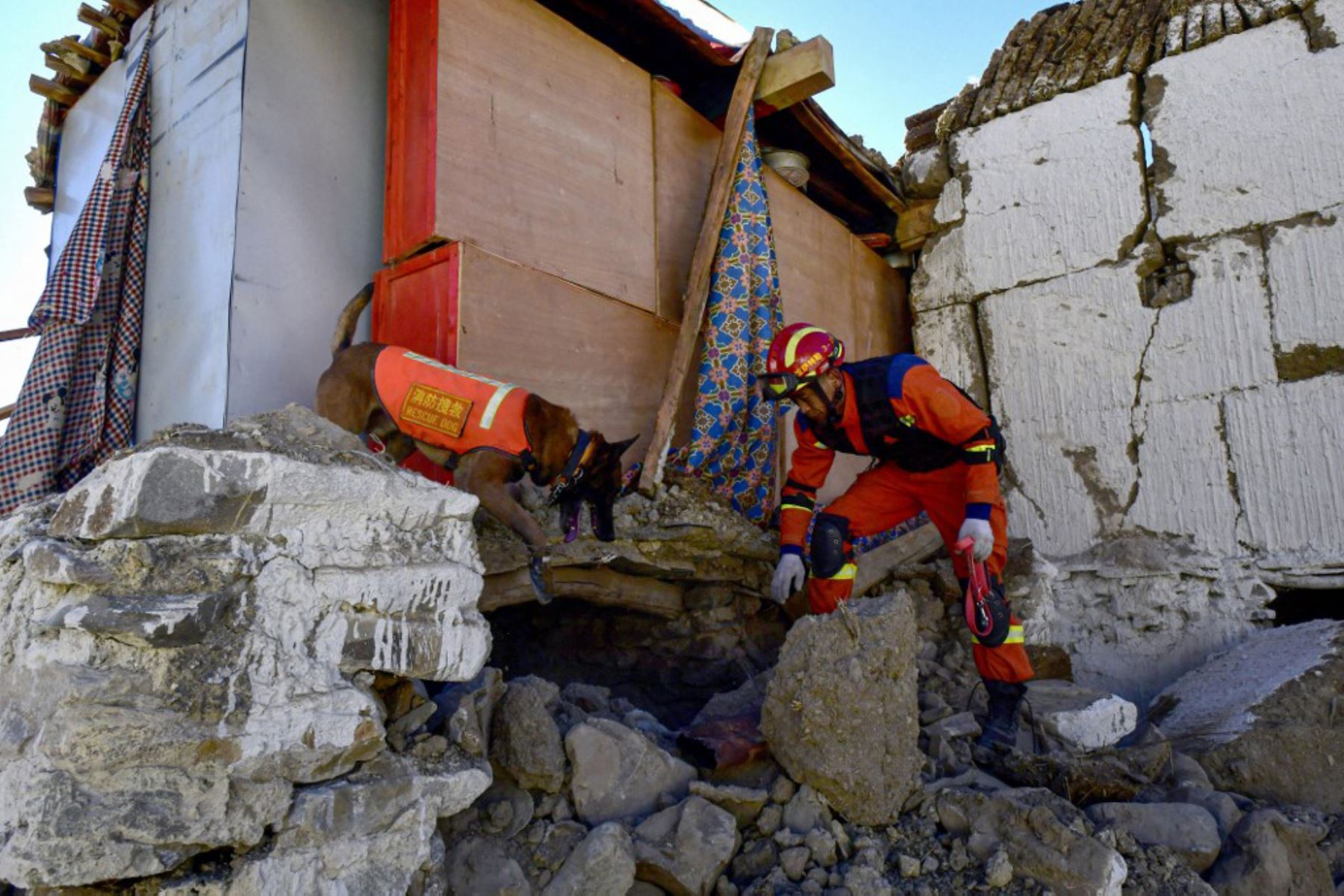 Un rescatista busca sobrevivientes en una casa con un perro de rescate después de un terremoto en el municipio de Cuoguo en Shigatse, región del Tíbet, al suroeste de China. Foto: AFP