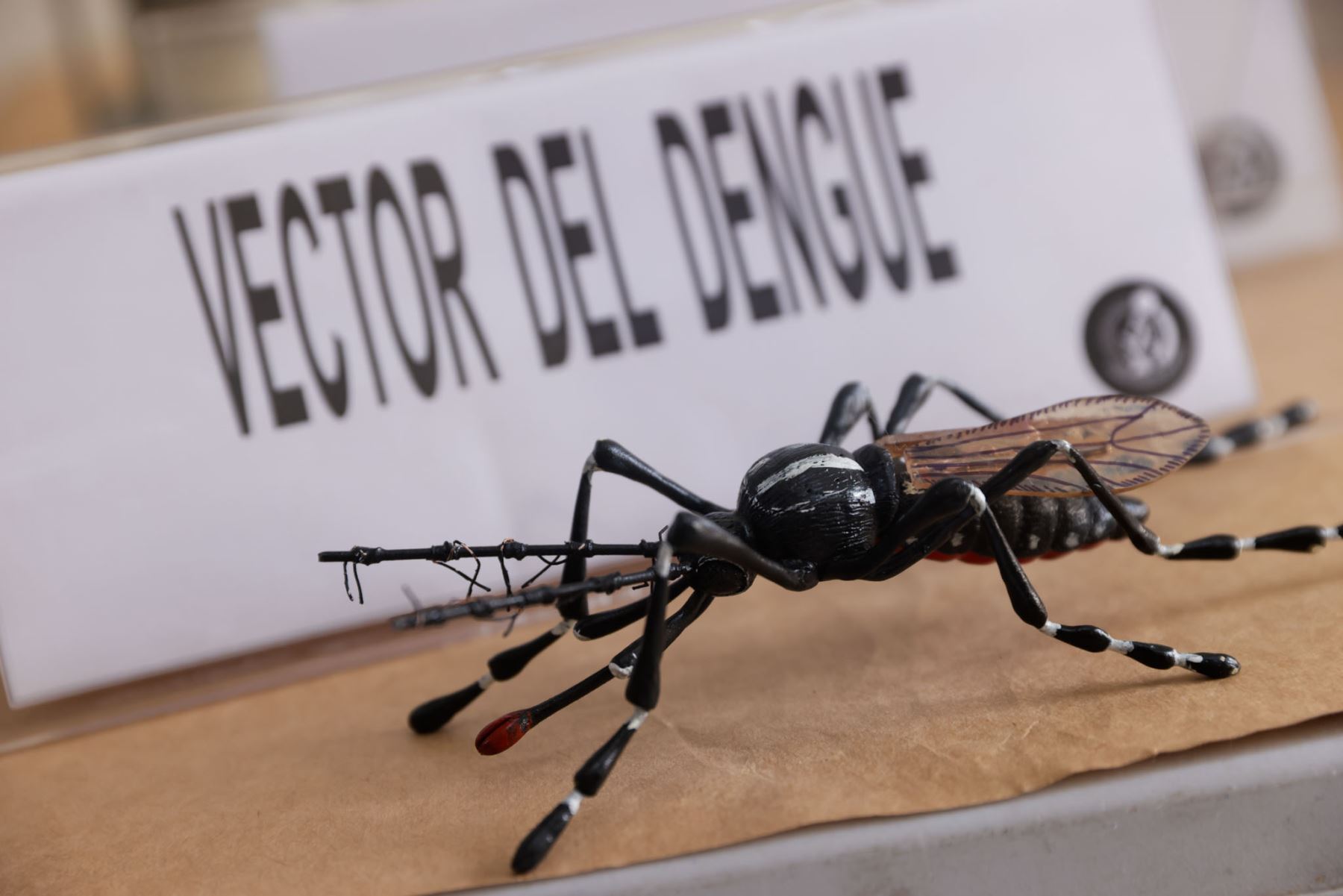 Zancudo transmisor del dengue. ANDINA/Difusión