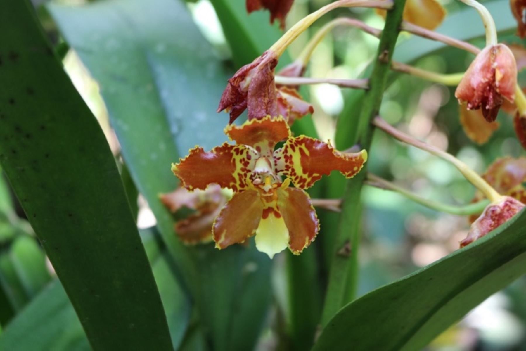 Machu Picchu: alistan expediente de proyecto para plantación y exportación de orquídeas