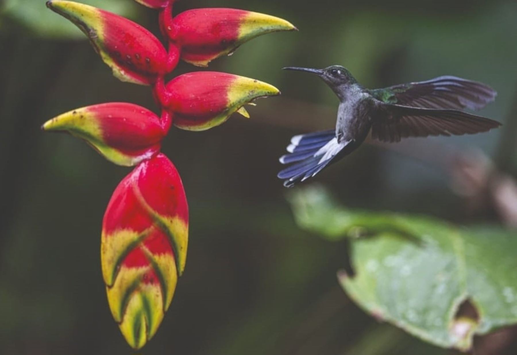 Las áreas de conservación regional Cordillera Escalera y Bosques de Shunte y Mishollo - Boshumi, ubicadas en la región San Martín, albergan una variada fauna y una biodiversidad únicas. ANDINA/Difusión