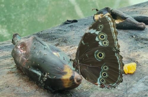 En Loreto promueven un jardín de mariposas como centro turístico sostenible para el visitante. ANDINA/Difusión