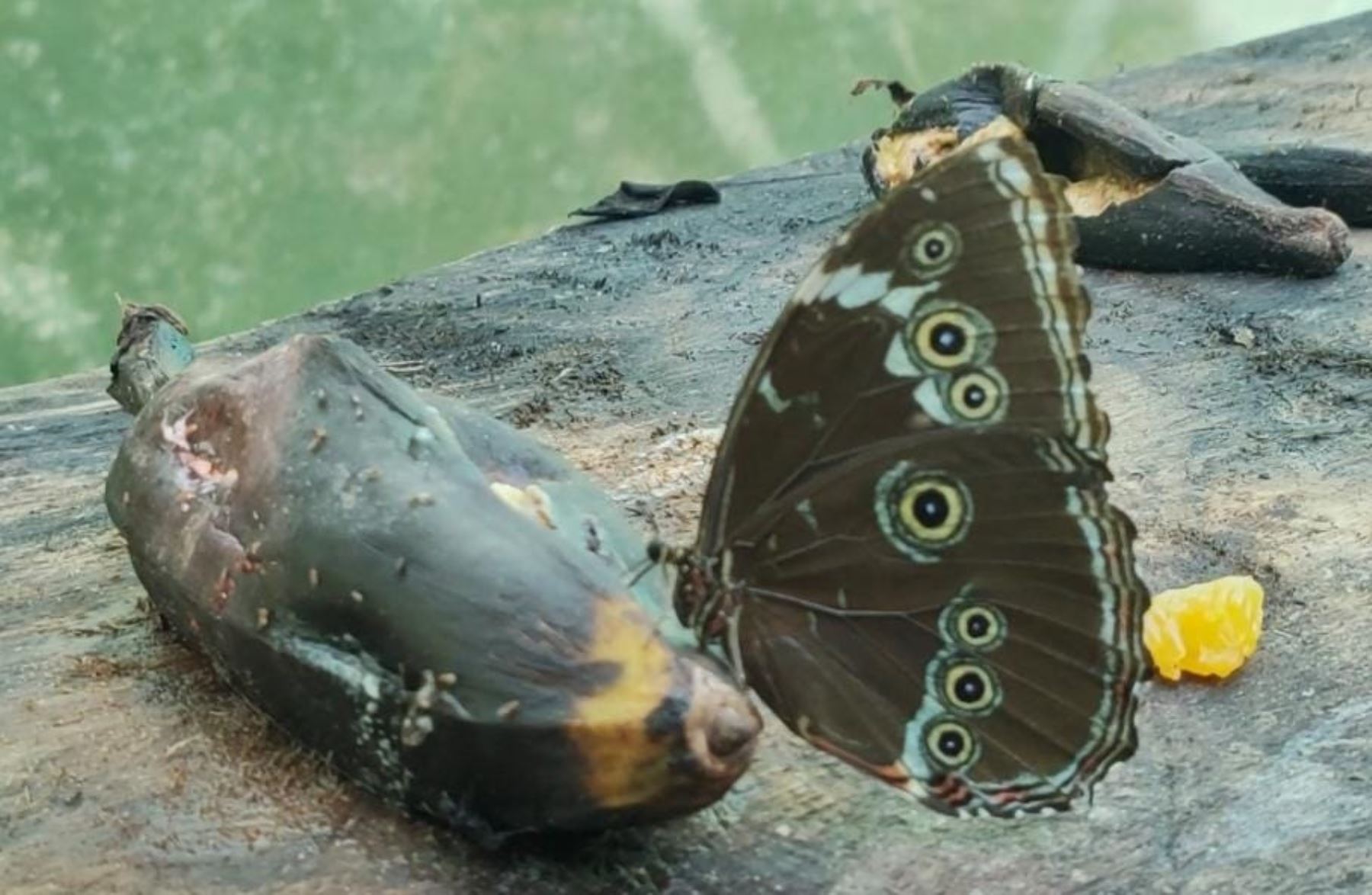 En Loreto promueven un jardín de mariposas como centro turístico sostenible para el visitante. ANDINA/Difusión