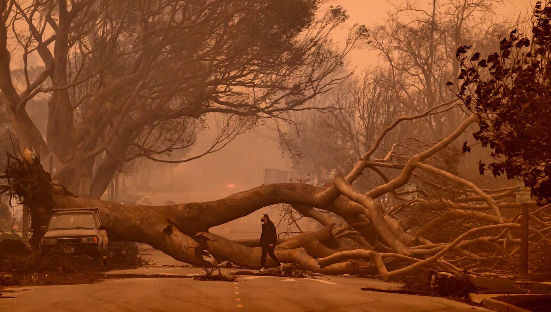 Un árbol caído bloquea una carretera en el área de Palisade Village del condado de Los Ángeles, California, durante el incendio de Palisade. AFP