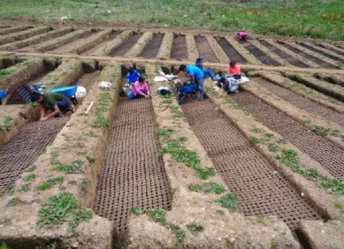 La región San Martín impulsa el proyecto "Semillas de vida reforestadoras" que busca la restauración de bosques degradados por incendios forestales y por otras acciones humanas. ANDINA/Difusión