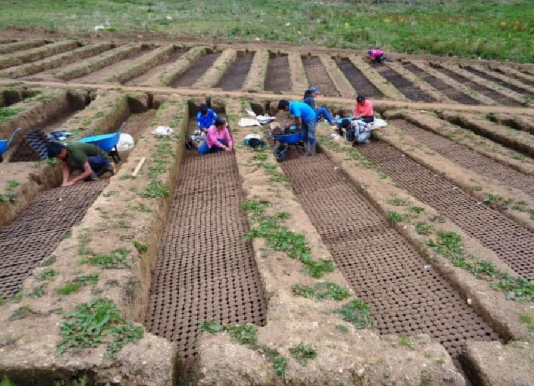 La región San Martín impulsa el proyecto "Semillas de vida reforestadoras" que busca la restauración de bosques degradados por incendios forestales y por otras acciones humanas. ANDINA/Difusión