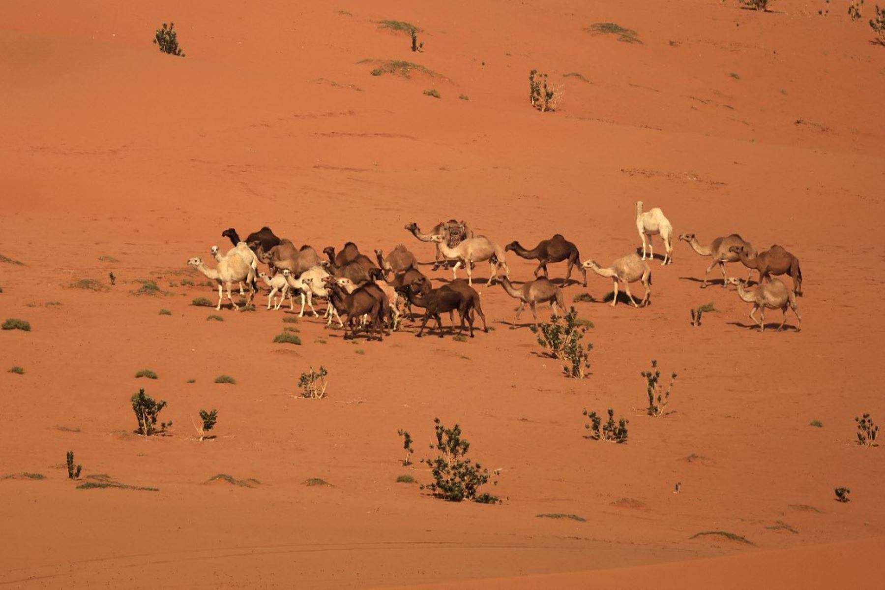 Esta fotografía muestra camellos dromedarios durante la Etapa 8 del Rally Dakar 2025, entre Al Duwadimi y Riad, en Arabia Saudita, el 13 de enero de 2025. Foto: AFP