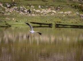 La renovada presencia de aves en el Delta de Upamayo es una muestra del éxito de los trabajos de remediación ambiental en esta zona ubicada en el distrito de Vicco, región Pasco,ANDINA/Difusión