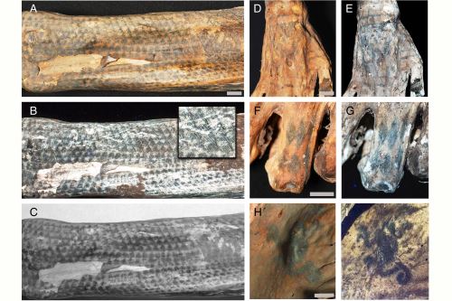 Técnica láser revela la precisión artística de tatuajes en momias de la cultura Chancay de 1,200 años