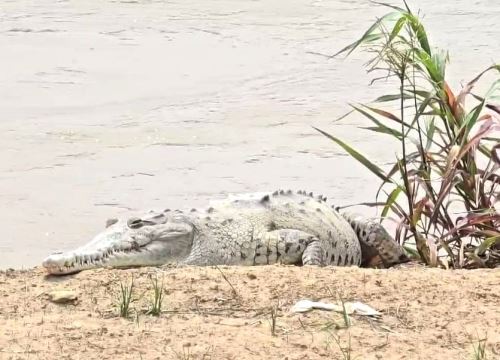 Pobladores tumbesinos avistaron varios ejemplares de cocodrilo en el río Tumbes tras el incremento del caudal de este afluente. ANDINA/Difusión