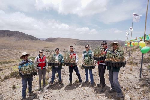 Empresa Anglo American Quellaveco entregará 5000 platones adicionales de queñua para ser instalados en la campaña 2025.