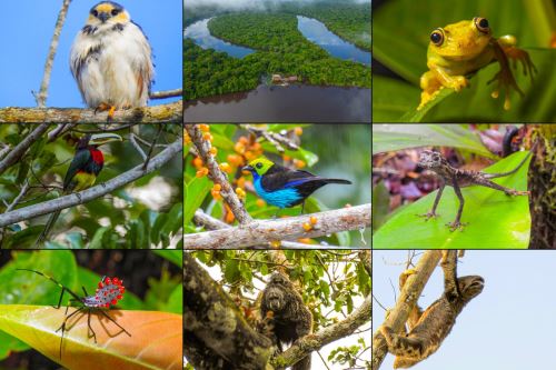 Reserva Nacional Allpahuayo Mishana: 21 años de biodiversidad, increíbles atractivos y turismo sostenible cerca de Iquitos