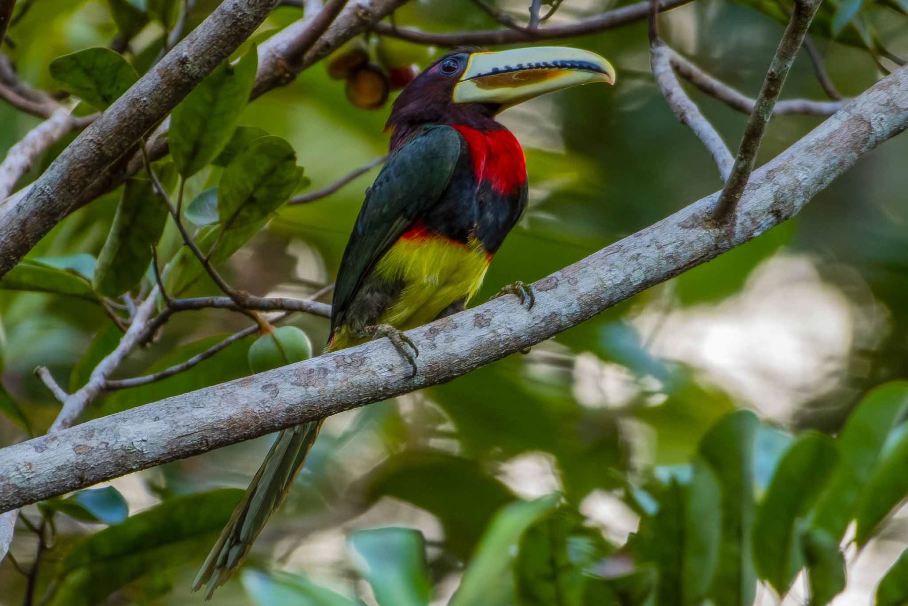 Pteroglossus azara
Aracari de pico de marfil. La Reserva Nacional Allpahuayo Mishana está situada en el departamento de Loreto, entre el km 23 y el km 31.5 de la carretera Iquitos-Nauta, cerca de la ciudad de Iquitos, y en la cuenca media del río Nanay. Su estratégica ubicación en la Amazonía peruana la convierte en un tesoro natural.
Foto: Sernanp/ Gino Tuesta