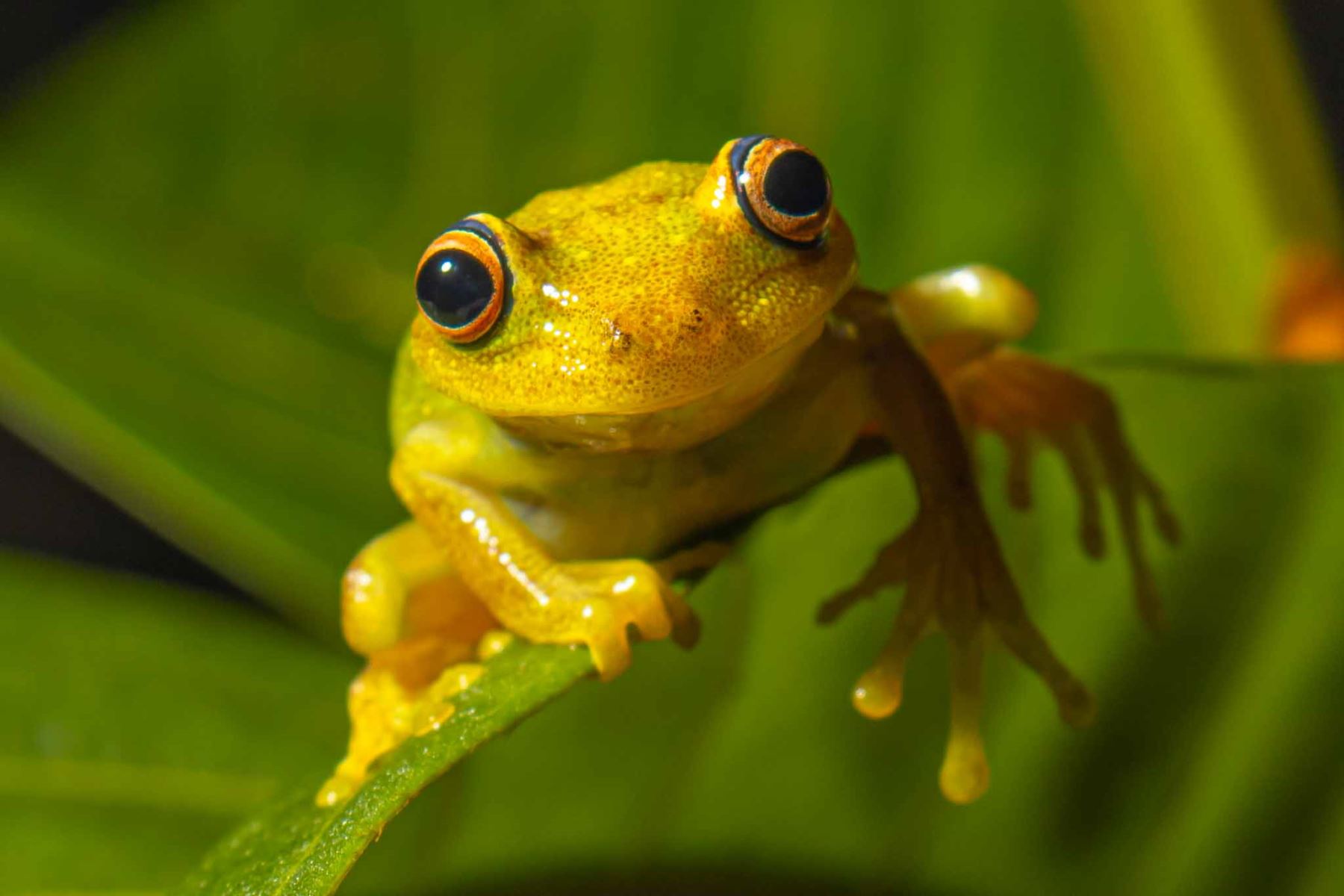 Hypsiboas punctatus
Rana arbórea de lunares. La Reserva Nacional Allpahuayo Mishana está situada en el departamento de Loreto, entre el km 23 y el km 31.5 de la carretera Iquitos-Nauta, cerca de la ciudad de Iquitos, y en la cuenca media del río Nanay. Su estratégica ubicación en la Amazonía peruana la convierte en un tesoro natural. Foto: Sernanp/ Gino Tuesta